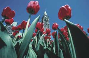 Des tulipes rouges encadrent la Tour de la Paix.