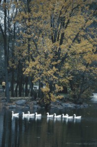 À la fin d'une journée d'été, sept canards blancs passent devant des arbres qui se dressent au bord de l’eau.