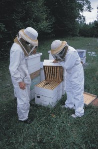 Deux apiculteurs s'occupent de quelques ruches.